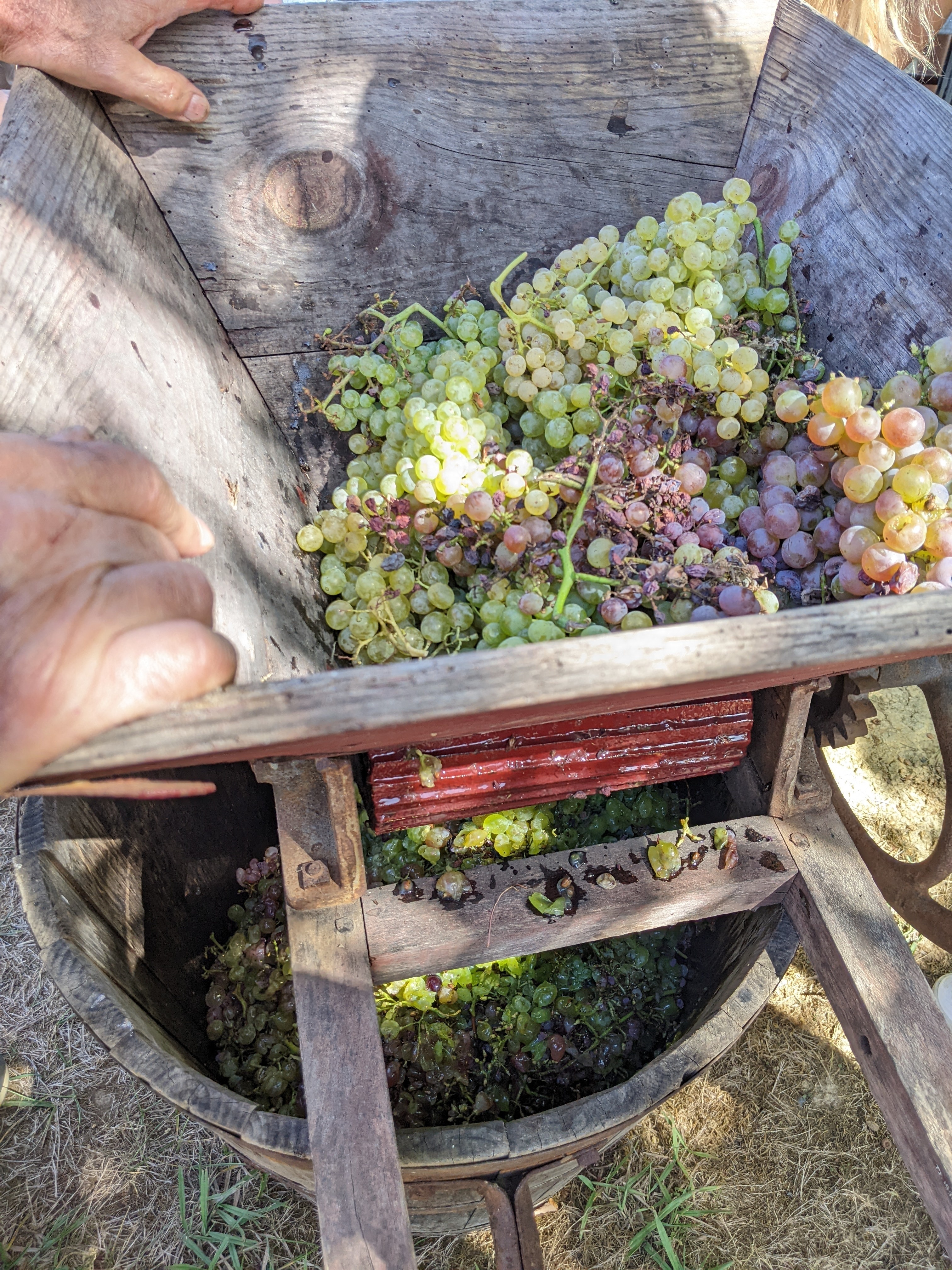 Vendanges au musée