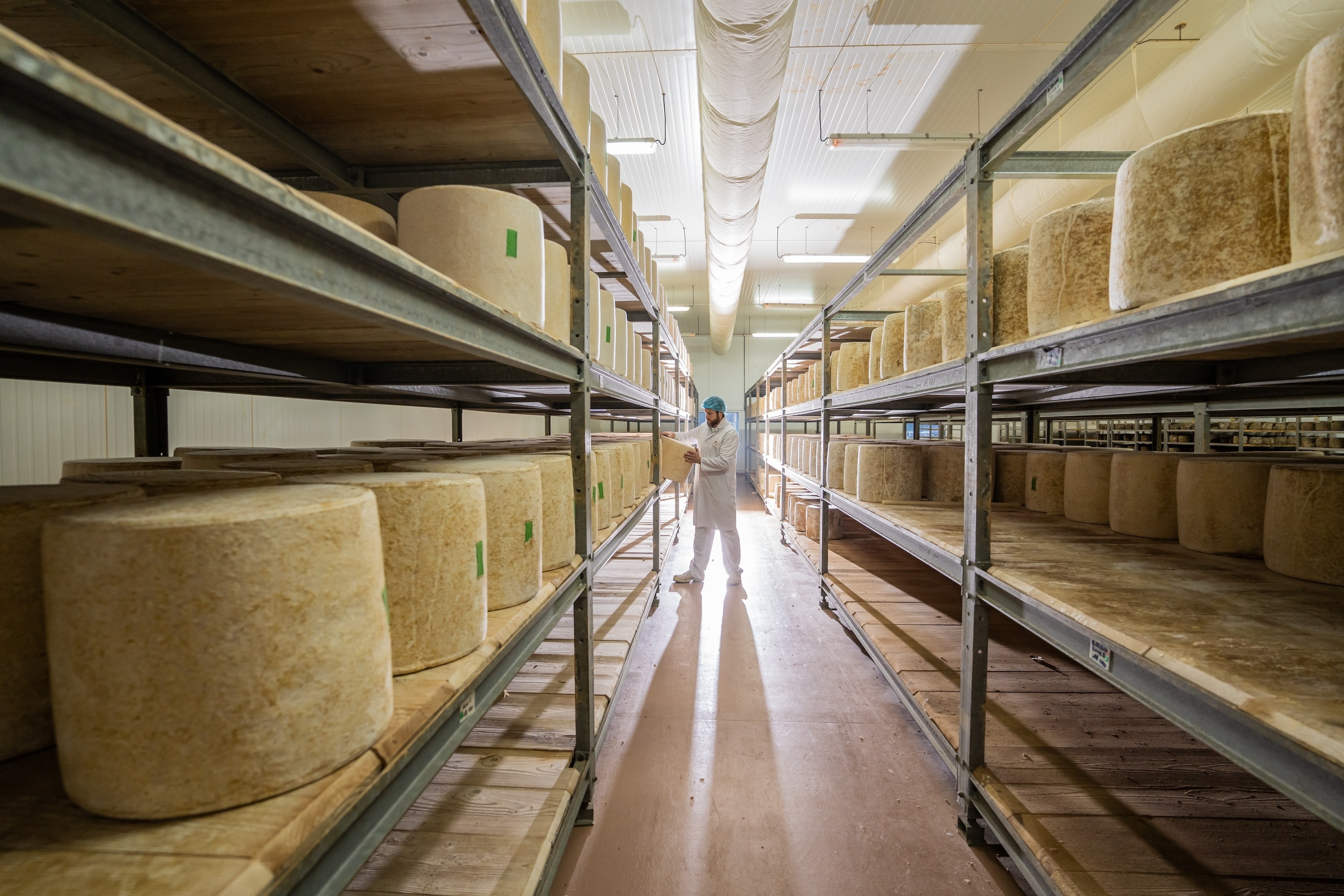 Découvrez la fabrication du cantal AOP au lait cru et du fromage Le Thérondels