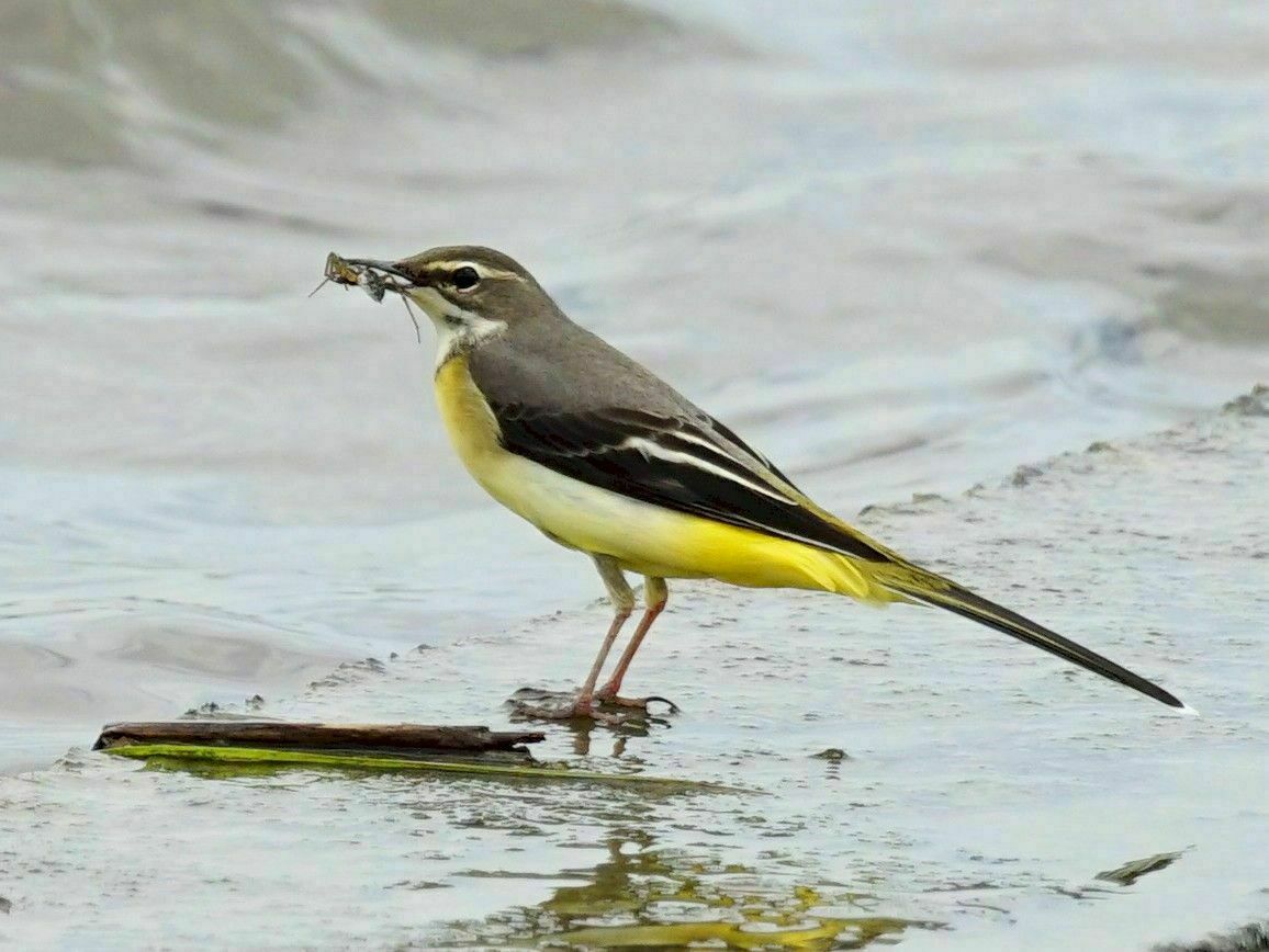 Découverte des oiseaux du lac de Créteil Le 21 sept 2024