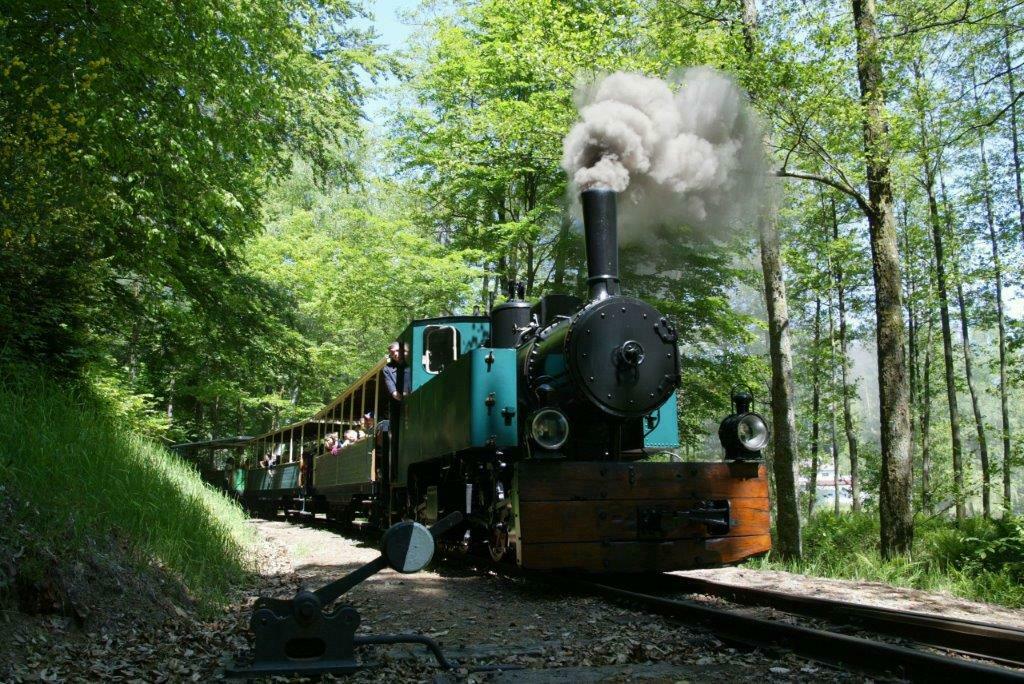 Prenez le train à travers la forêt d