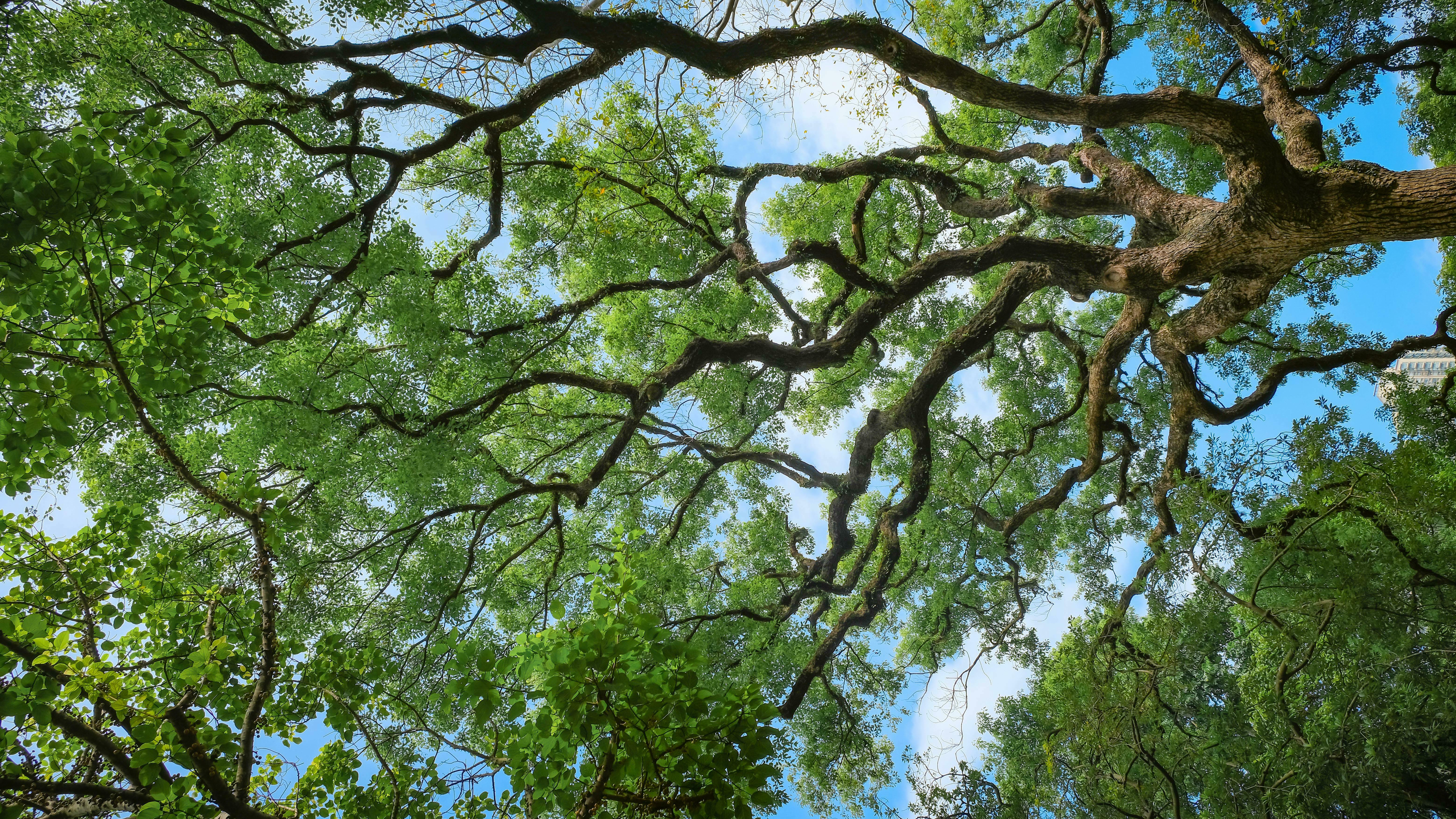 Conférence : « forêt sacrée »